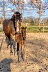 A week old dark brown foal stands outside in the sun with her mother. mare with red halter. Warmblood, KWPN dressage horse. animal themes, newborn