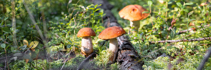 A forest edible brown cep porcini mushroom growing in a natural background. Karelia. Banner copy space for text