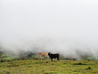 Obraz na płótnie Canvas cow in the cloudy mountain