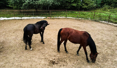 Horses walk freely in the paddock in summer.