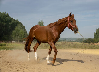 A beautiful bay horse walks on a cord against the background of a summer landscape. The concept of horse breeding.