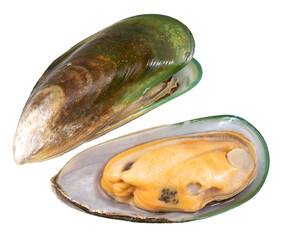 Green Shell mussels  isolated on white background, Fresh New Zealand mussels or Perna Canaliculus on White Background PNG file. © MERCURY studio
