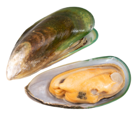 Green Shell mussels  isolated on white background, Fresh New Zealand mussels or Perna Canaliculus on White Background PNG file.