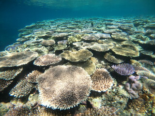 テーブルサンゴの群落