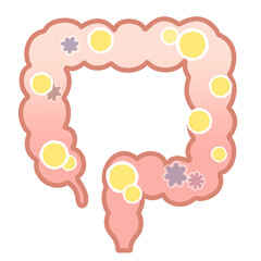 善玉菌の多い大腸