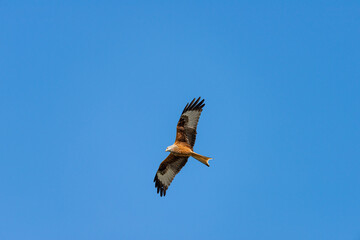 red kite