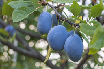 A bunch of fresh plums in the tree that growing in the farm close up - Agriculture concept