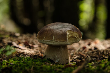 White mushroom in sunny day. Popular white Boletus mushrooms in forest.