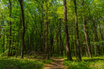 Fototapeta na wymiar Path in the green dense sunny forest