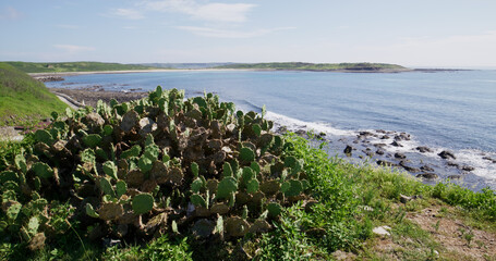 Wild cactus on cliff over the sea