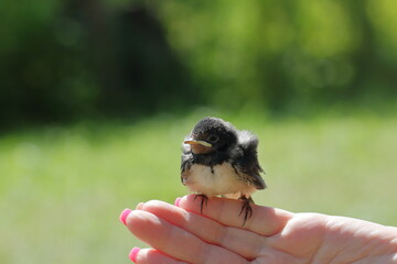 bird in hand