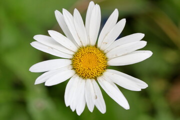 Fototapeta premium white daisy flower