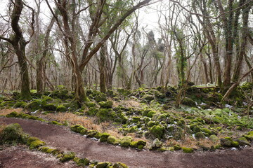 dreary forest with mossy rocks and bare trees