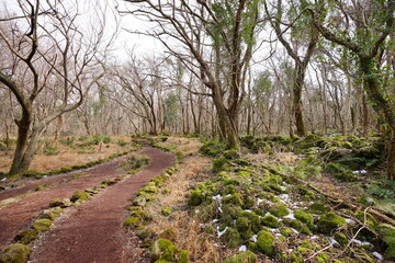 dreary forest with mossy rocks and bare trees