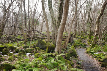 fallen trees and pathway in winter forest
