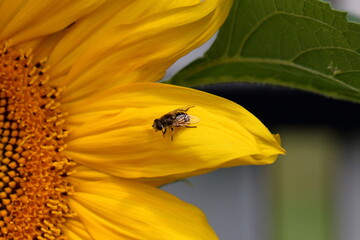bee on yellow flower