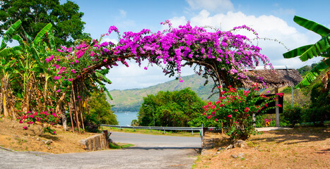 Arch of purple flowers  in Thailand