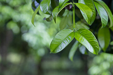 Green leaves background out of focus with copy space