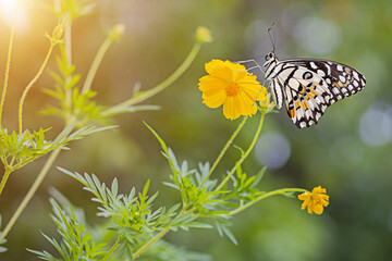 A butterfly perched on a yellow flower on a green background with orange glow.
