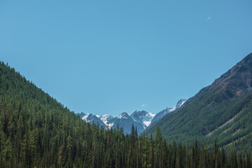 Atmospheric landscape with coniferous trees in valley with view to large snow mountains in bright sun under clear blue sky. Lush forest on steep slopes against high snowy mountain range in sunny day.