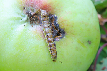 Macro shooting insect pest Green larva eats plants. Close-up.