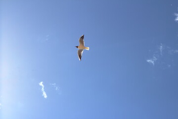 seagull in flight