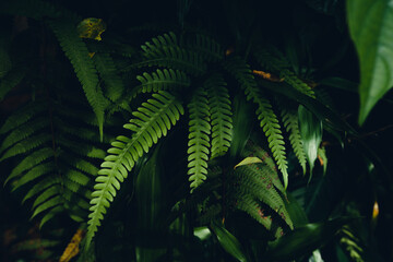 dark fern leaves in the forest foliage background
