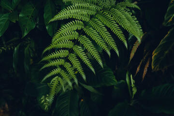 dark fern leaves in the forest foliage background