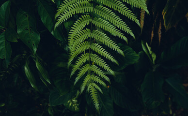 dark fern leaves in the forest foliage background