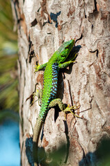 Naklejka na ściany i meble A green lizard on a tree trunk. Portrait of a lizard basking on a tree trunk. A green lizard on a tree. A lizard climbing a tree on a sunny day. Selective focus. Vertical photo.