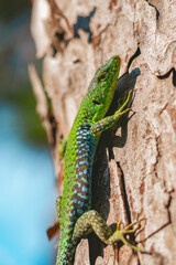 Naklejka na ściany i meble A lizard climbing a tree on a sunny day. A green lizard on a tree trunk. Portrait of a lizard basking on a tree trunk. A green lizard on a tree. Selective focus. Vertical photo.