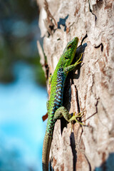 Naklejka na ściany i meble A lizard climbing a tree on a sunny day. Portrait of a lizard basking on a tree trunk. A green lizard on a tree trunk. A green lizard on a tree. Selective focus. Vertical photo.
