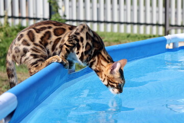 cat in the pool