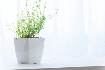 窓際で育てる観葉植物　ゴールデンレモンタイム