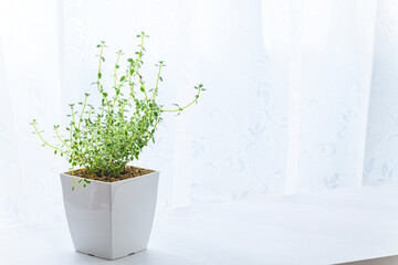 窓際で育てる観葉植物　ゴールデンレモンタイム