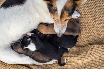newborn puppies breed jack russel terrier sleeping   eyes have not opened yet  basket feeding blanket