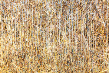 Crooked texture plan of pressed straw. The background image.
