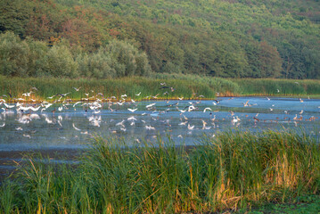 Flock  Moldova, summer Hobbledehoy White stork bird  European stork wading through flooding looking for food (Ciconia ciconia) flying Black  lake.