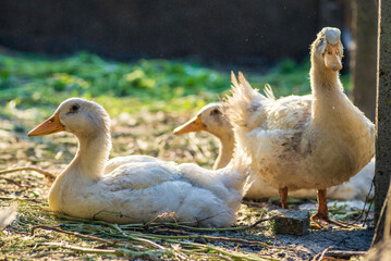 little  White duck Mulard Mulard  sitting in the green grass soil. drink water