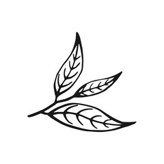 Green tea leaf. Floral branch organic hand drawn vector illustration.