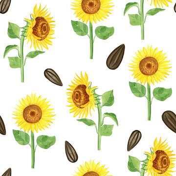 Sunflower stems with leaves and flowers seamless watercolor pattern. Hand drawn illustration of blooming yellow agriculturism on endless background. For packaging and fabric.