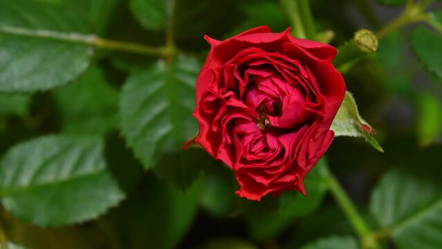 Time lapse of blooming red rose