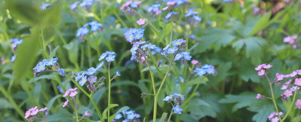 Banner. Forget-me-not garden. Beautiful blue and pink flowers on a green background. High quality photo. Copyspace