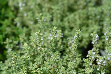 Silver Queen Lemon Thyme