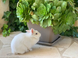 Little white rabbit eats a potted plant