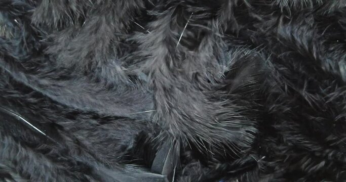 Black feathers surface. Sinuous movement of dark plumage. 4K slow-motion video.