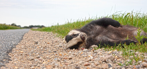 Adult European Badger (Meles meles), roadkill © michaklootwijk