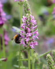 bee on a flower