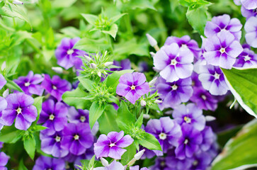 Garden flower Phlox paniculate. August, the flowering season