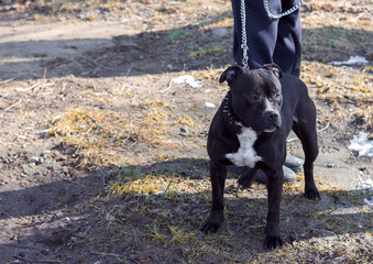 Black purebred dog pit bull terrier with a collar on a chain with a man, fighting dogs, defender dangerous animals